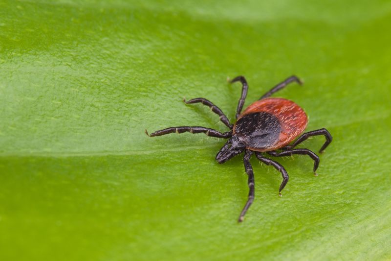 Close-up view of a tick attached to a green leaf