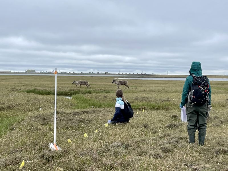 Students working on plant surveys take a break to enjoy visiting caribou