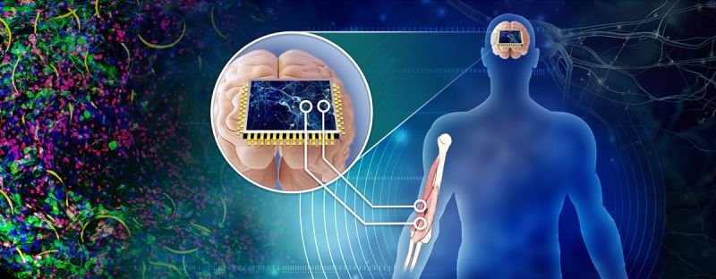 NSF invests $14M in bioengineered systems and ethical biocomputing ...