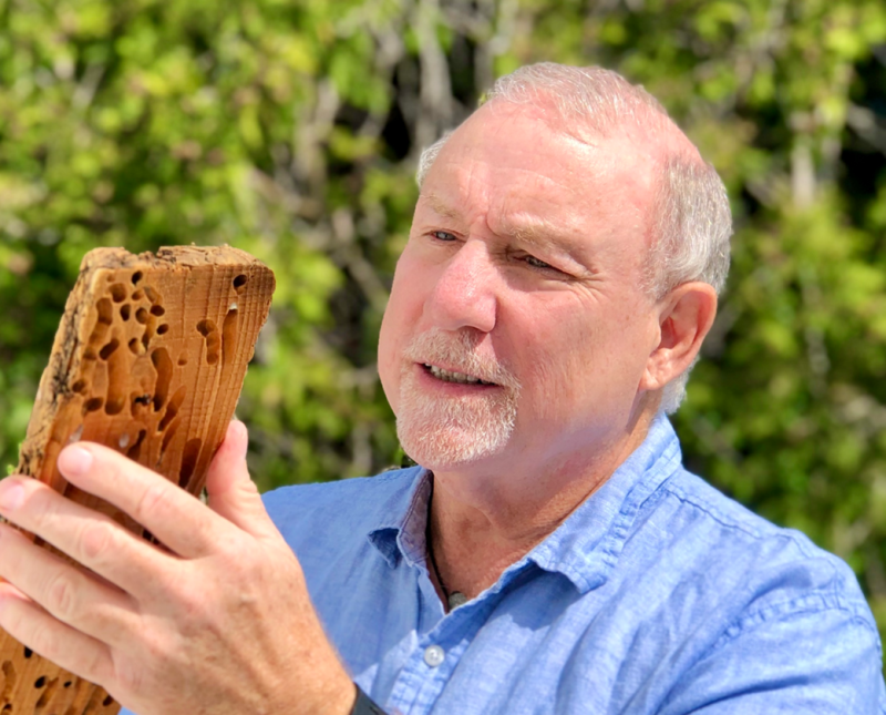 Researcher Barry Goodell examines a piece of wood attacked by shipworms.