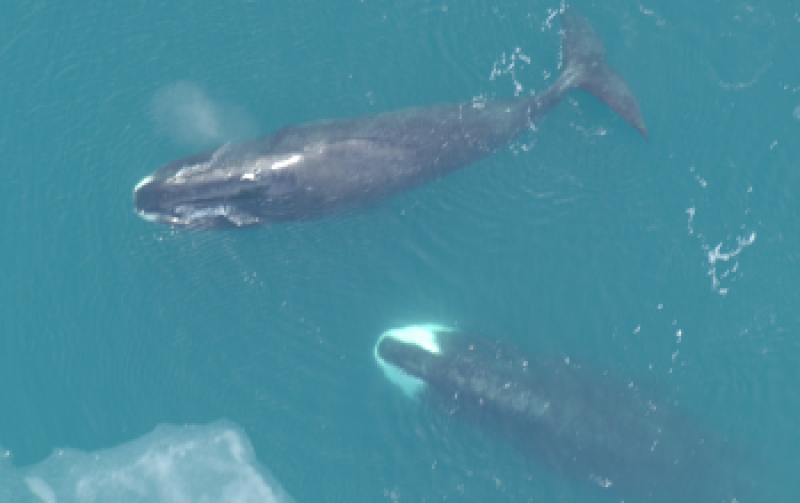 Bowhead whale