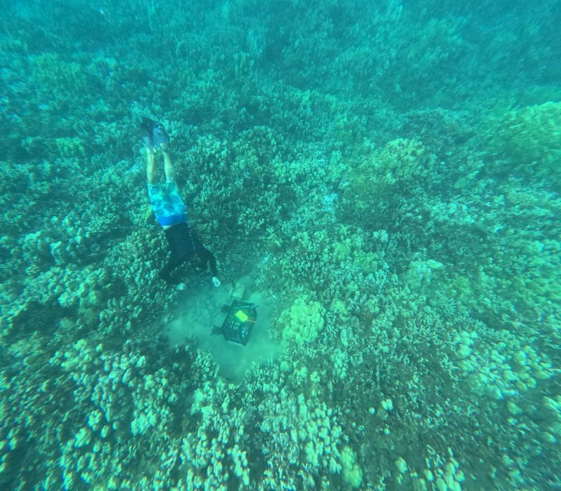 Maui Coral Reef diving