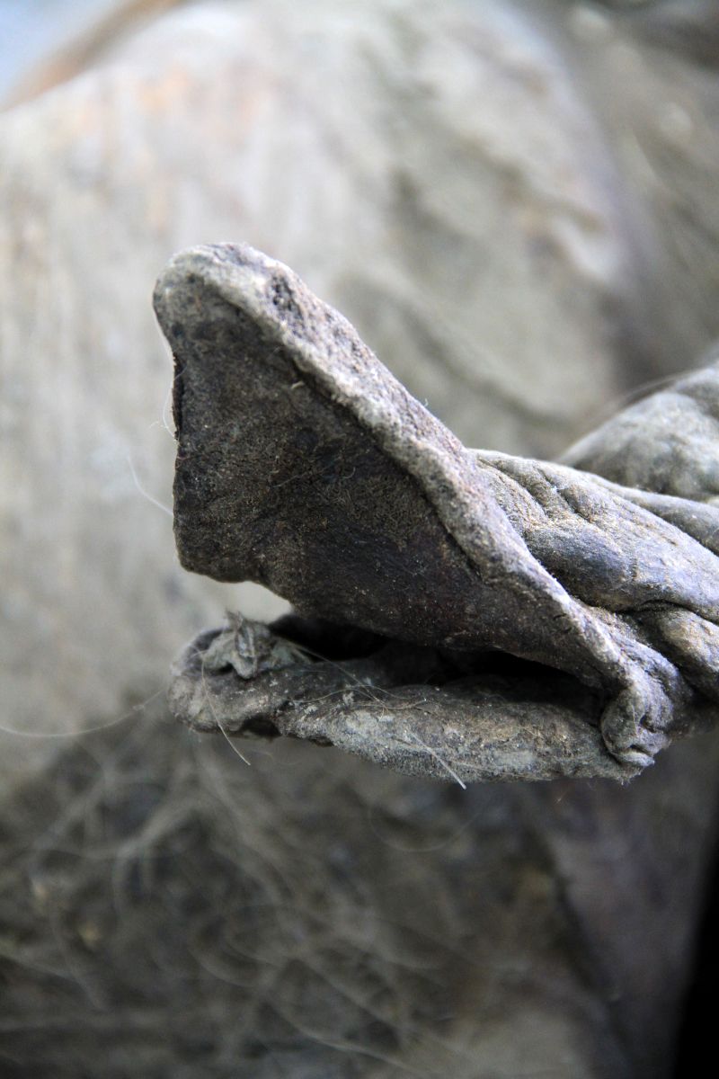 The gray and somewhat shriveled tip of a fossilized mammoth's trunk.