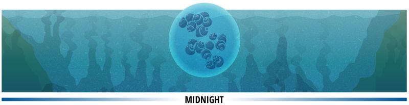 An illustration depicting the layers of the ocean by depth: sunlit, twilight, midnight, abyssal and hadal.