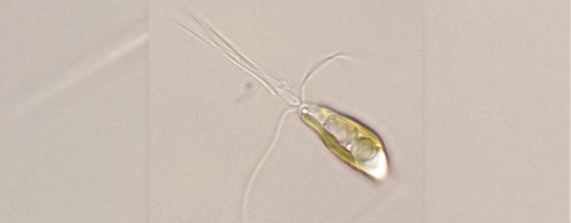 Researchers reveal new cellular architecture that could revolutionize farming