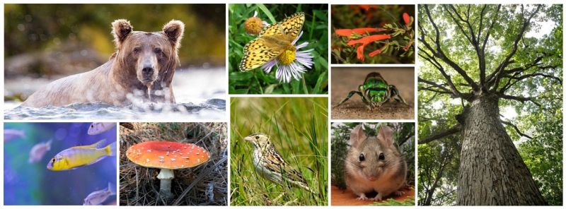 collages of different wildlife and nature