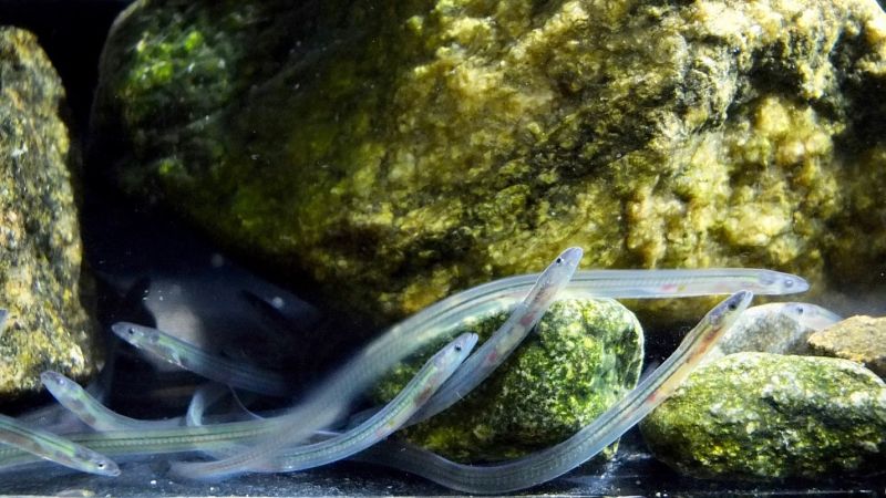 A group of white, translucent eels clump together against a green rock under the water