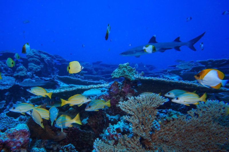 Multicolored fish and a shark swim above a coral reef