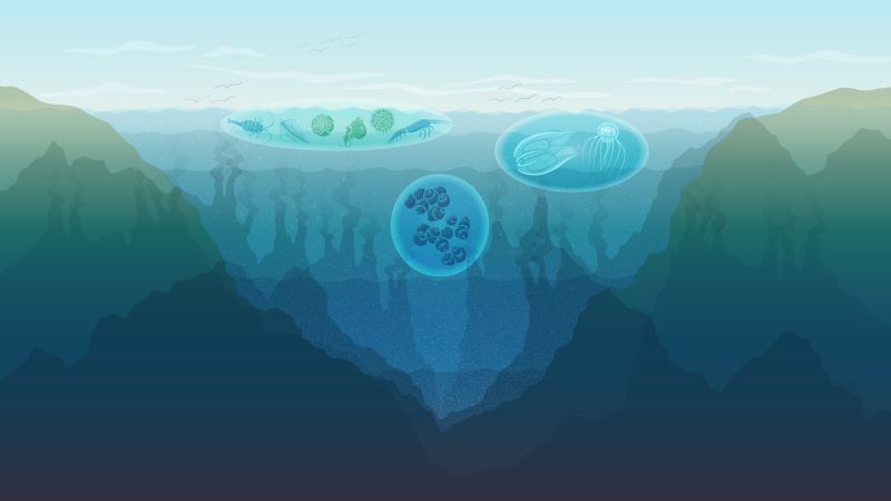 An illustration depicting the layers of the ocean by depth: sunlit, twilight, midnight, abyssal and hadal.