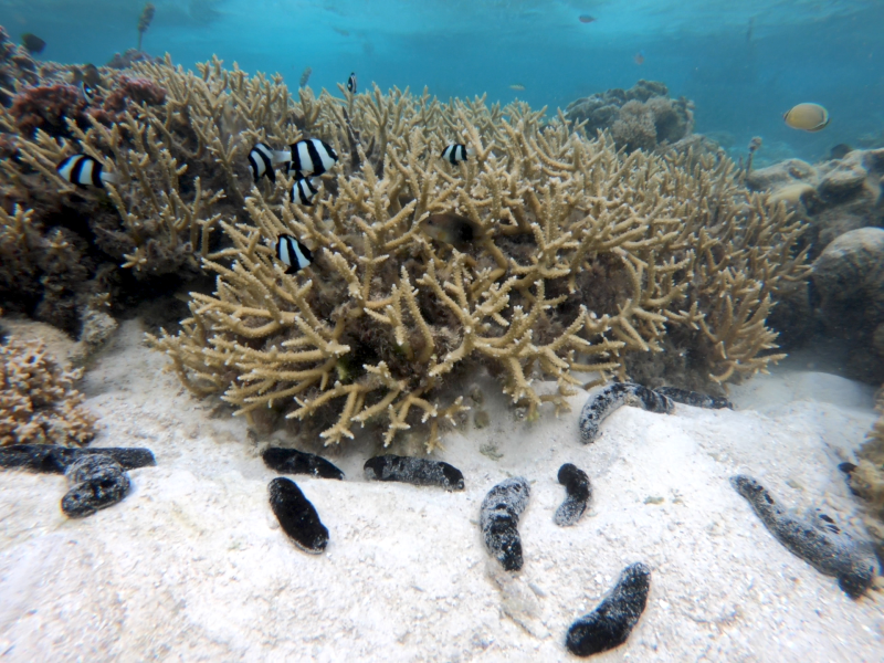 Sea Cucumbers and Coral Reef