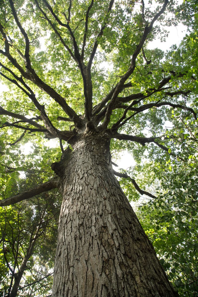 A white oak tree rises up from the baseline, leaves spreading across the frame.