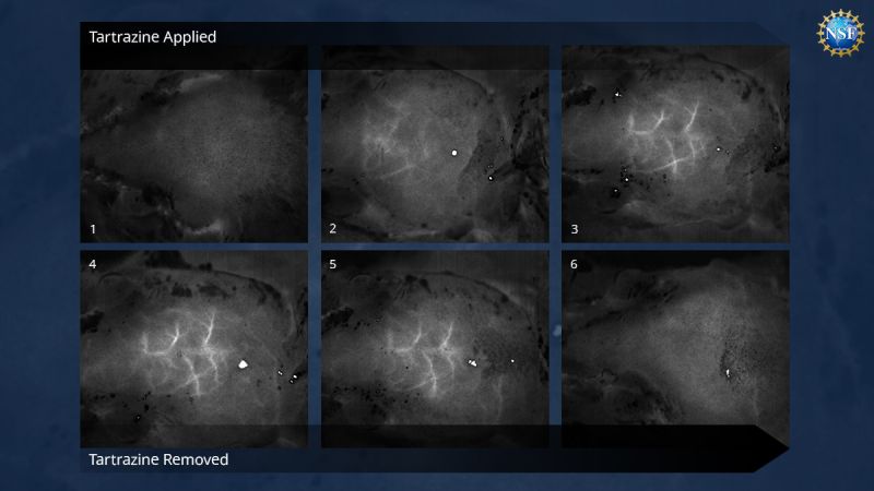 Time-lapse images of blood vessels in the brain just beneath the skull of a sedated mouse, revealed without any surgery, incisions, or damaging the mouse's bone or skin.