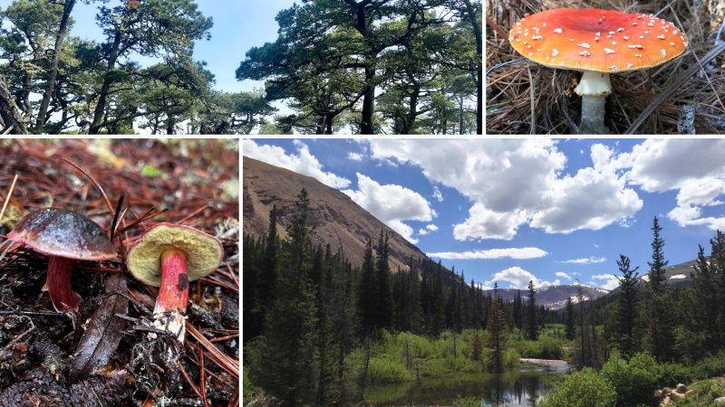 A collage of four images. At the top left are bishop pines. The top right is the mushroom produced by the fungi Amanita muscaria. Bottom left is the mushroom produced by the fungi Xerocomellus zelleri. Bottom left is a mountain stream running through a pine forest.