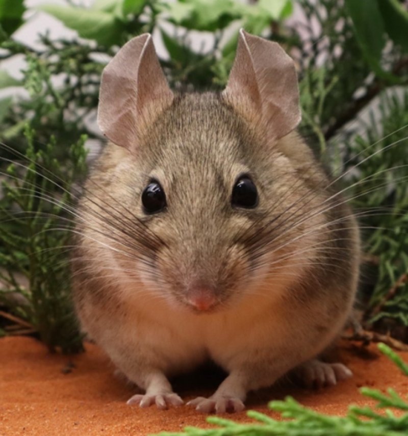 How Gene Duplication Helps Wood Rats Survive Toxic Creosote Diet | NSF Research Insights