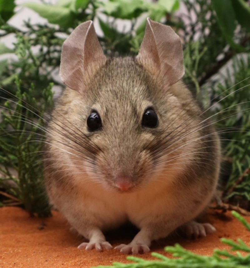 Wood Rats' Genetic Breakthrough: Adapting to Toxicity