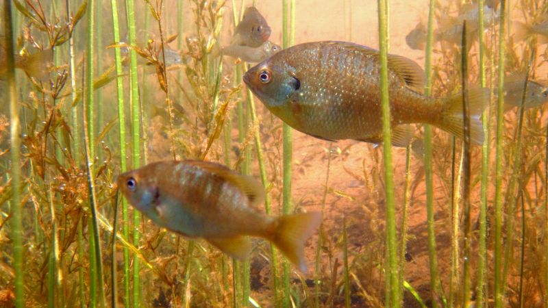 Boom Times For Fish Populations In Wisconsin Lakes NSF National   ExtremesPaper Bluegill Sparkling Hansen F 