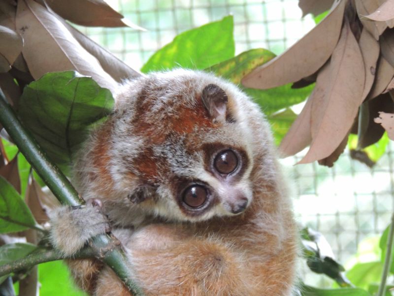 Saving the slow loris NSF National Science Foundation