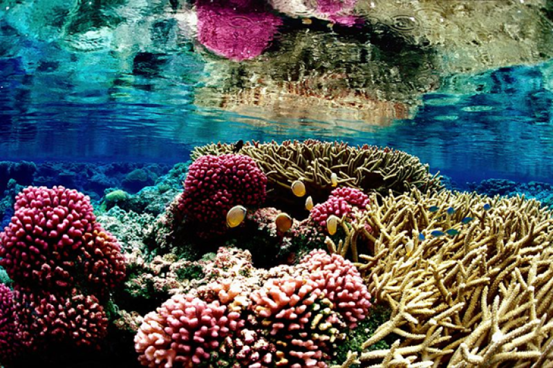 oxybenzone and coral reefs