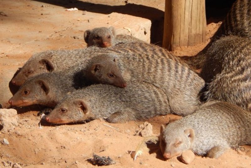 Banded mongoose study reveals how behavior and landscape influence