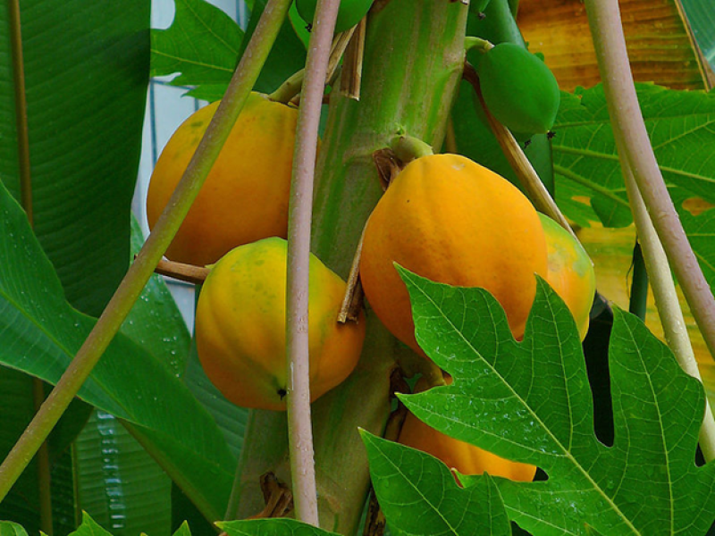 Mod Papayas