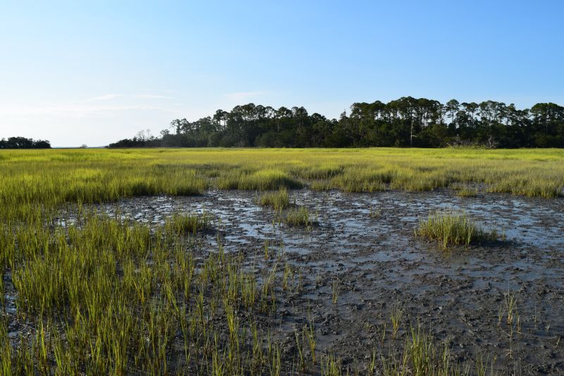 saltwater marshes