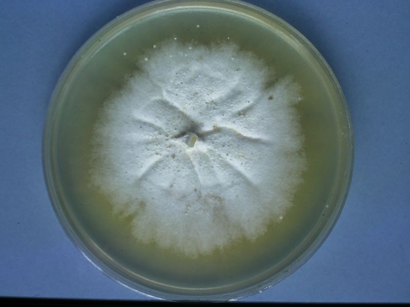 Fantastic Fungus: Plant Biologist Discovers Natural Antimicrobial