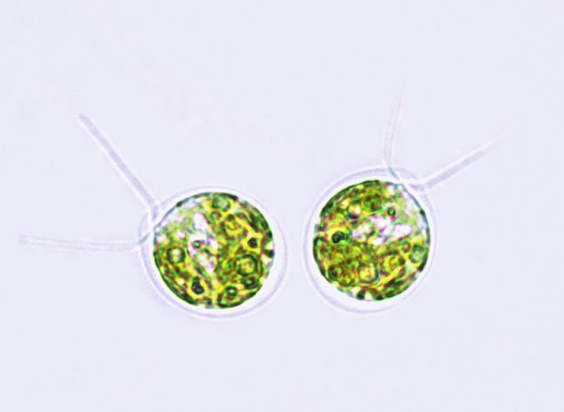 Can algae unlock the secrets of photosynthesis? | NSF - National