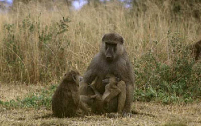Princeton study suggests that monkeys, like humans, may have 'self