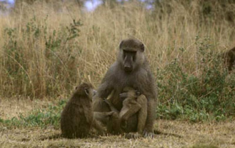 Princeton study suggests that monkeys, like humans, may have 'self