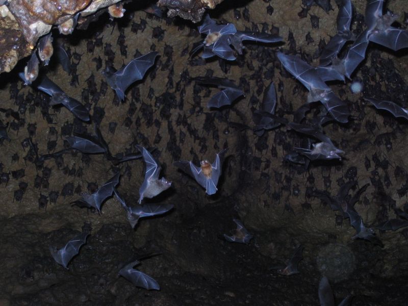 caves where bats live