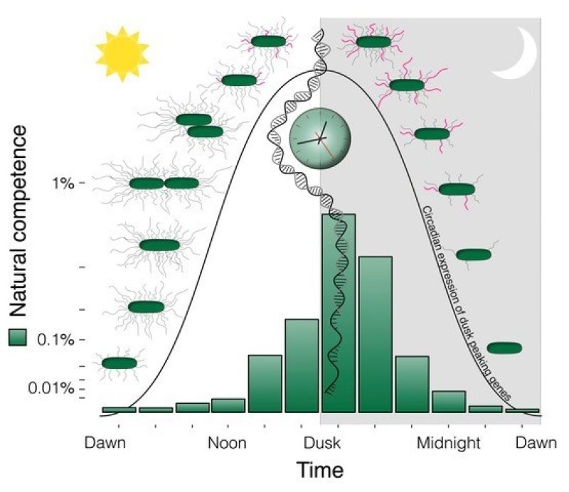 Researchers uncover importance of aligning biological clocks with day