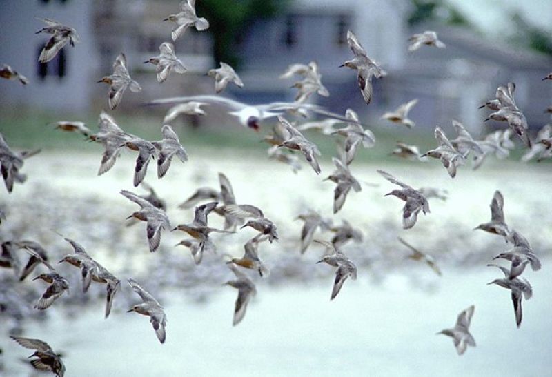 New research explores the mechanics of how birds flock