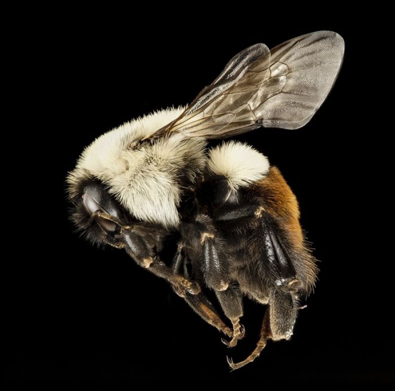 bumblebee_f.jpg?itok=fitB29Gf