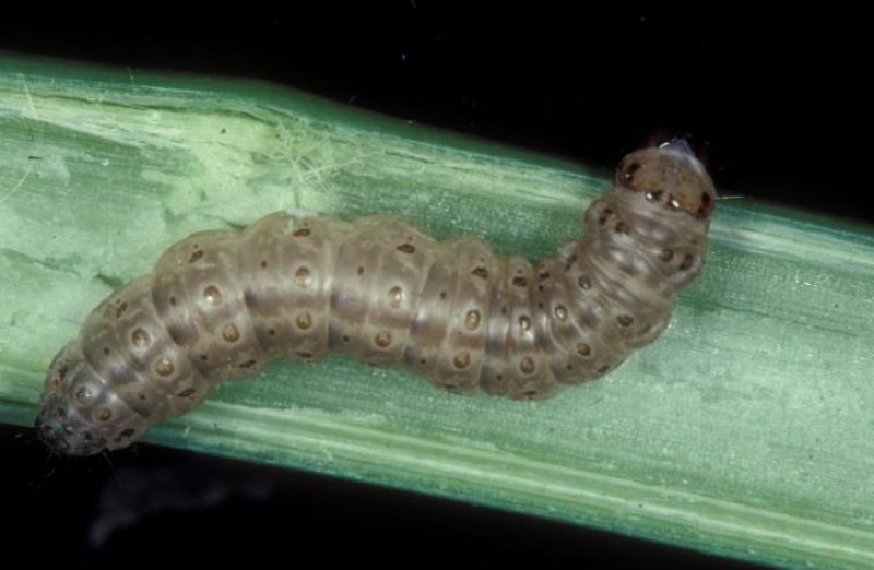 Corn borer shop