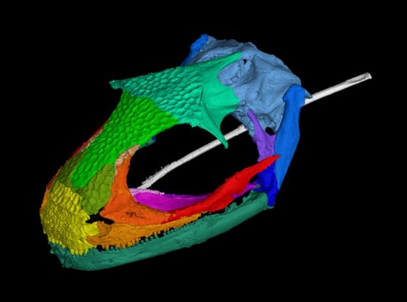 fossil_amphibian_f.jpg?itok= fossil_amphibian_f.jpg?itok=