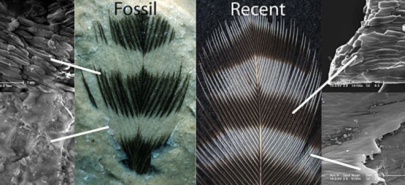 Fossil Feathers Preserve Evidence of Color | NSF - National Science  Foundation