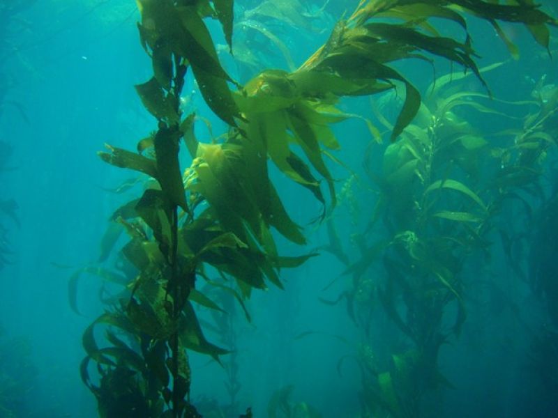 ocean seaweed