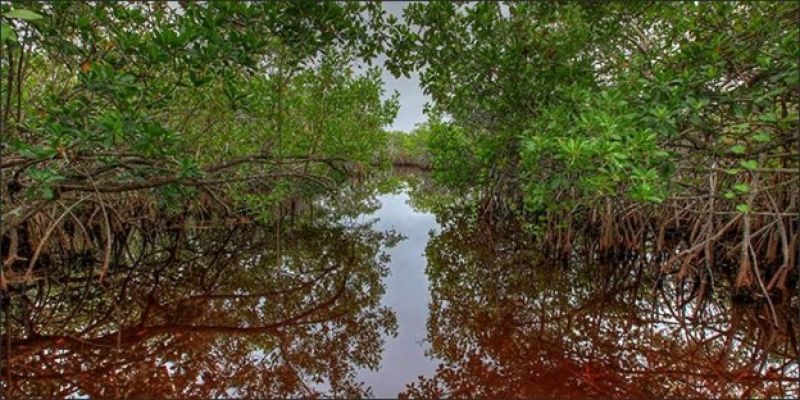 Hurricanes fertilize mangrove forests, shape Florida Everglades | NSF -  National Science Foundation
