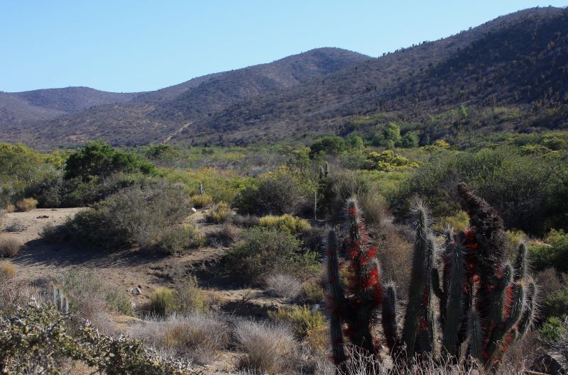 Into the Matorral Scientists Track Avifauna in Coastal Chile's Thorn
