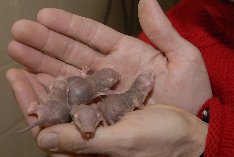 How Eating Poop Makes These Mole-Rats More Motherly