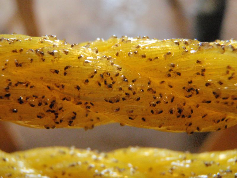 How to grow mussels NSF National Science Foundation