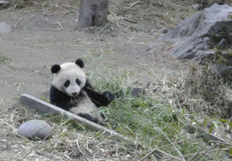 giant panda habitat destruction