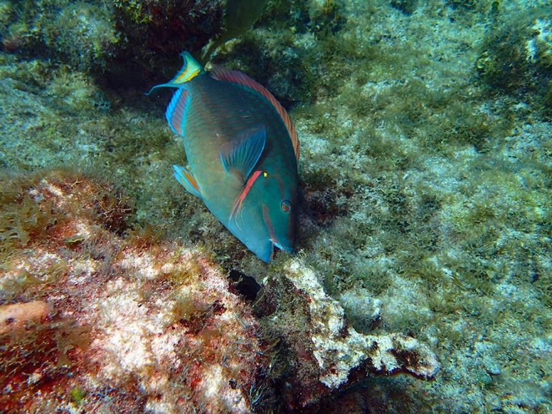 Large 'herbivores of the sea' keep coral reefs healthy | NSF - National ...