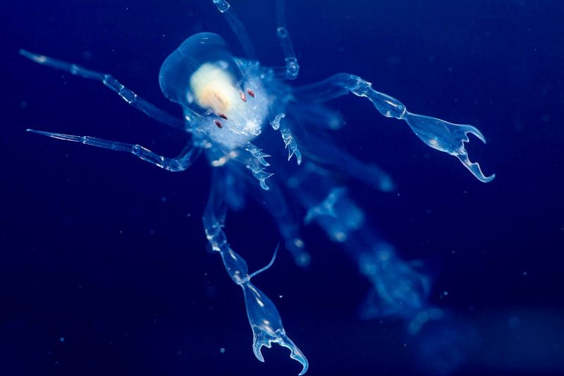 Research provides new view of the critical role of plankton in marine  carbon storage | NSF - National Science Foundation
