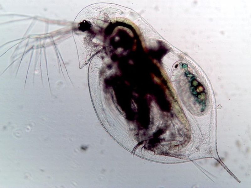 Plankton hold secrets to preventing pandemics | NSF - National Science  Foundation