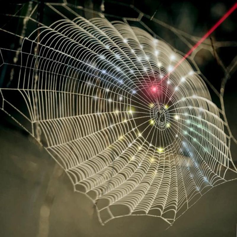 A closer look at spider webs - Inside Ecology
