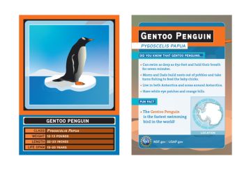 visual of a playing card with a gentoo penguin and information about the penguin