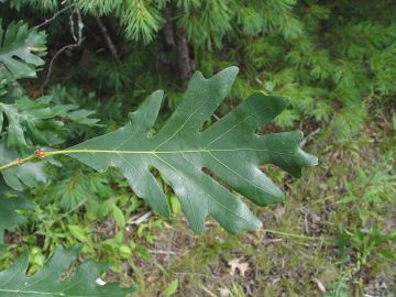 Leaves of the white oak (Quercus alba)