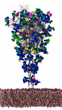 colorful computer simulation of a Sars-CoV-2 spike protein of the coronavirus.