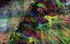 abstract brain